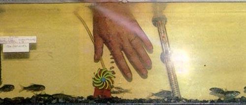 Ванна с рыбами-«людоедами» лечит и омолаживает