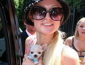 Звездный IQ: названы самые умные и самые глупые знаменитости