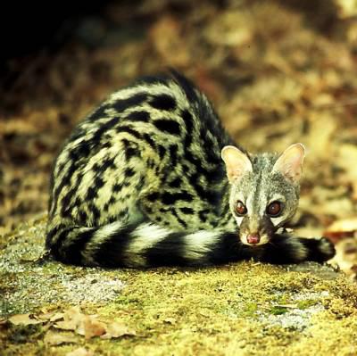 Сладкая жизнь: самые дорогие продукты в мире