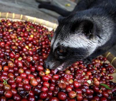 Сладкая жизнь: самые дорогие продукты в мире