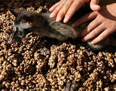 Сладкая жизнь: самые дорогие продукты в мире