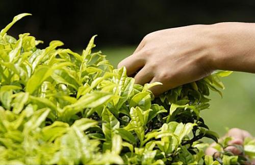 Сладкая жизнь: самые дорогие продукты в мире