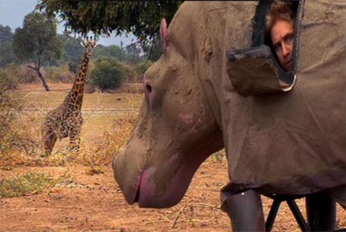 Натуралист чуть было не стал жертвой гиппопотама