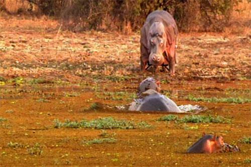 Натуралист чуть было не стал жертвой гиппопотама