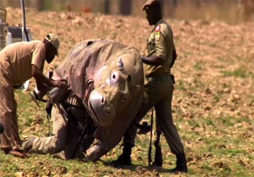 Натуралист чуть было не стал жертвой гиппопотама