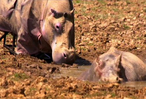Натуралист чуть было не стал жертвой гиппопотама