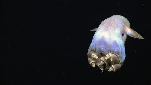Пришельцы из иных миров: рейтинг самых странных морских существ