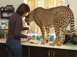 Жительница ЮАР живёт с 11 дикими кошками