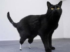 Первый в мире бионический кот забегал на протезах