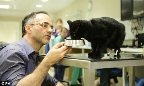 Первый в мире бионический кот забегал на протезах