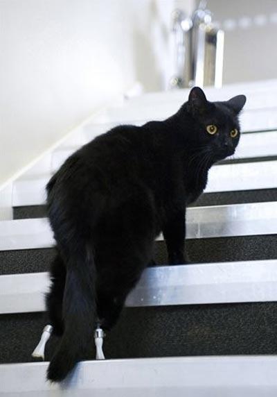 Первый в мире бионический кот забегал на протезах