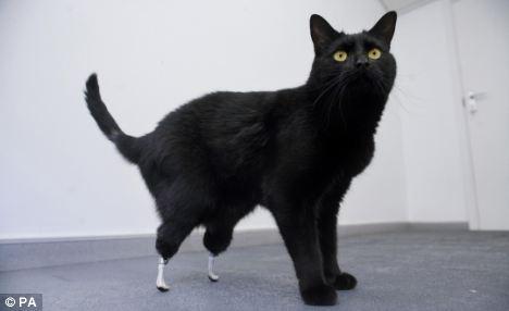 Первый в мире бионический кот забегал на протезах
