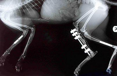 Первый в мире бионический кот забегал на протезах