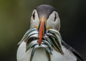 Прекрасные кадры из национальных парков и заповедников