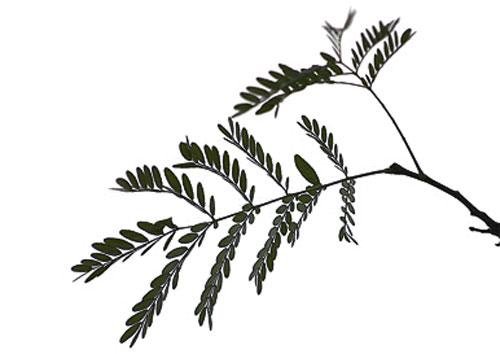 Самые парадоксальные вещи, проданные с аукциона