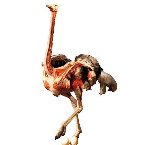 «Адская выставка» вернулась в "Alma mater"