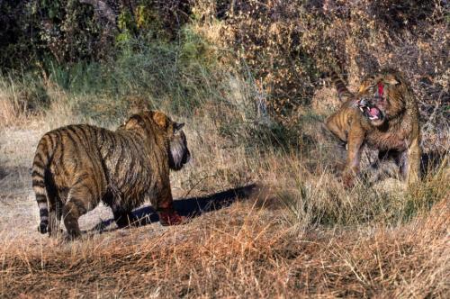 Борьба за территорию: кровавая схватка двух тигров