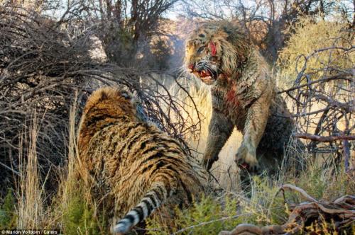 Борьба за территорию: кровавая схватка двух тигров