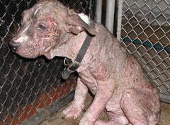 Концлагерь для вашей собаки: будни живодеров…