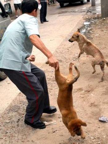 Концлагерь для вашей собаки: будни живодеров…