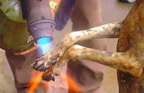 Концлагерь для вашей собаки: будни живодеров…