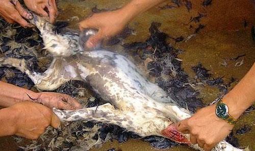 Концлагерь для вашей собаки: будни живодеров…