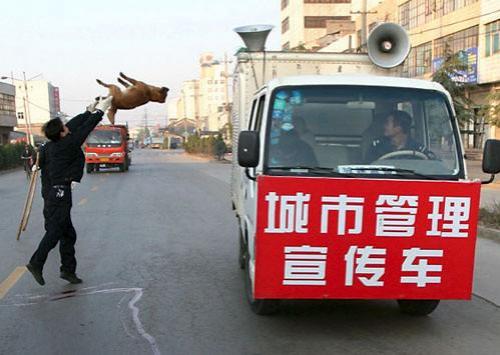 Концлагерь для вашей собаки: будни живодеров…