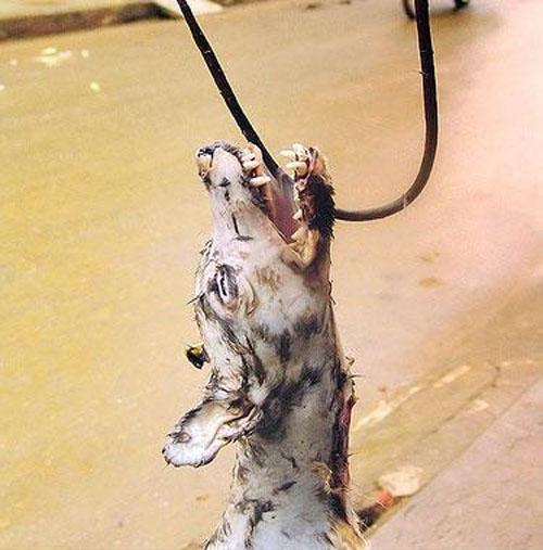 Концлагерь для вашей собаки: будни живодеров…