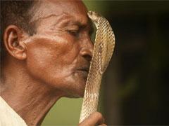 В Индии прошёл фестиваль заклинателей  змей