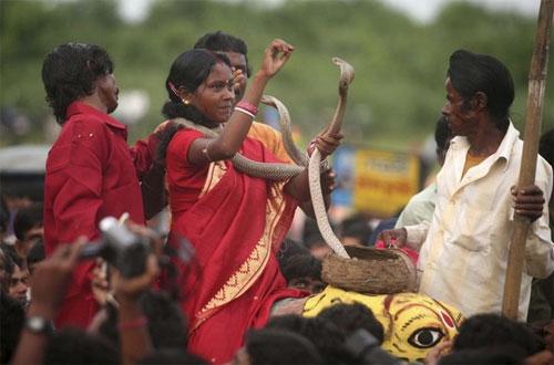 В Индии прошёл фестиваль заклинателей  змей