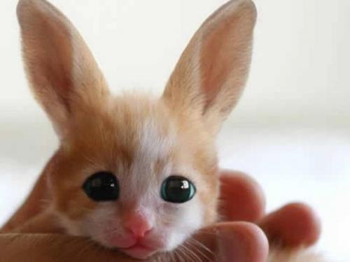 20 фотофальсификаций, которые облетели весь мир