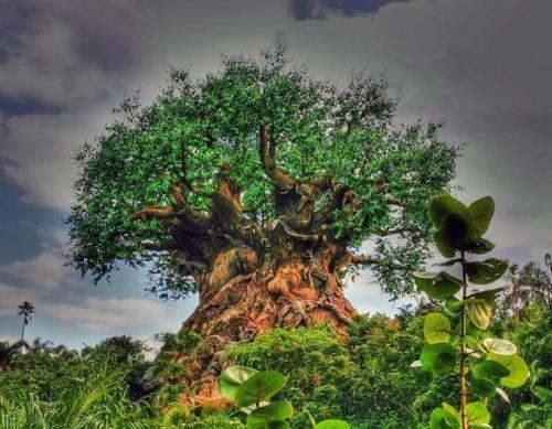 20 фотофальсификаций, которые облетели весь мир