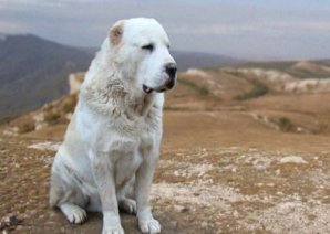 Собаки сторожевых пород