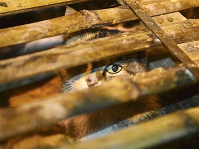 Китайские волонтеры спасли 1000 кошек от участи быть съеденными