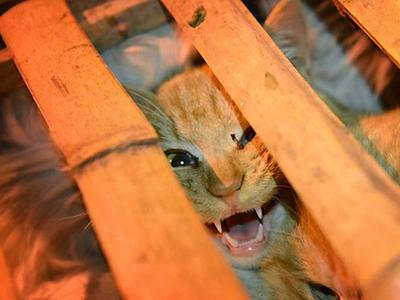 Китайские волонтеры спасли 1000 кошек от участи быть съеденными