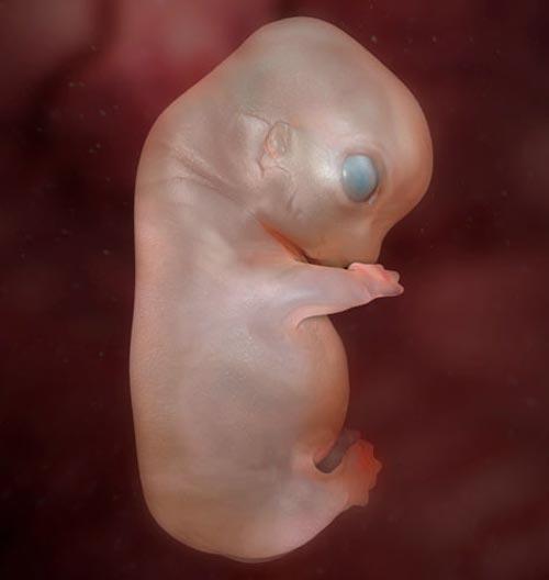 Зрители увидели тайну жизни, скрытую в эмбрионе, по ТВ