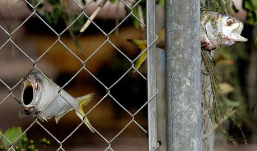 Самые нашумевшие кадры 2008 года