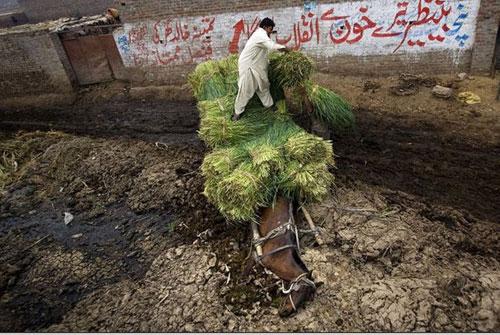 Самые нашумевшие кадры 2008 года