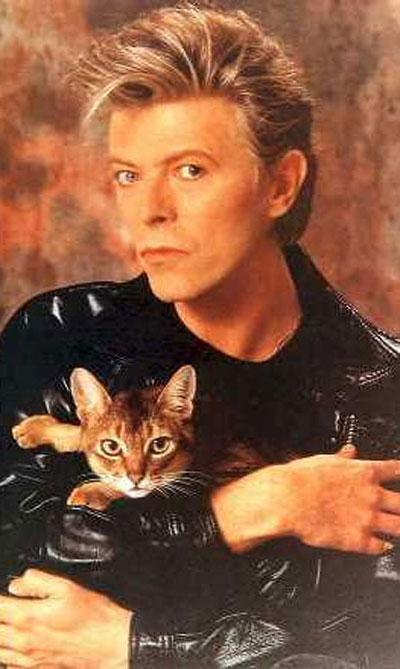 Человек и кошка: питомцы знаменитостей