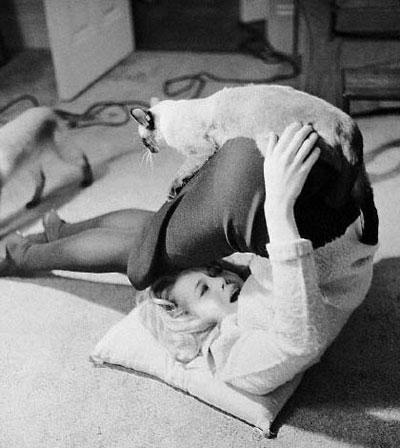 Человек и кошка: питомцы знаменитостей