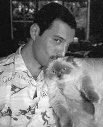 Человек и кошка: питомцы знаменитостей