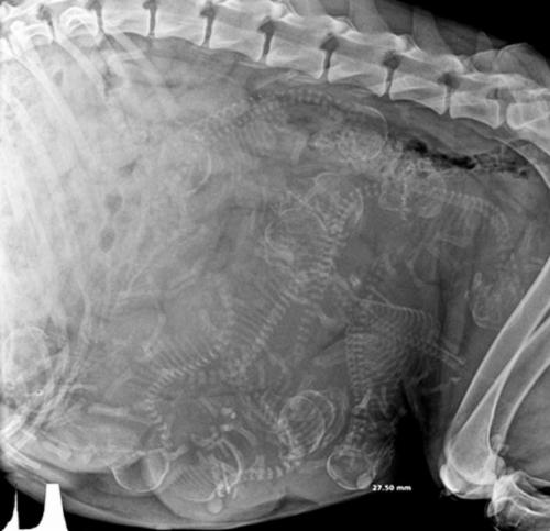 14 рентгеновских снимков беременных животных