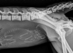 14 рентгеновских снимков беременных животных