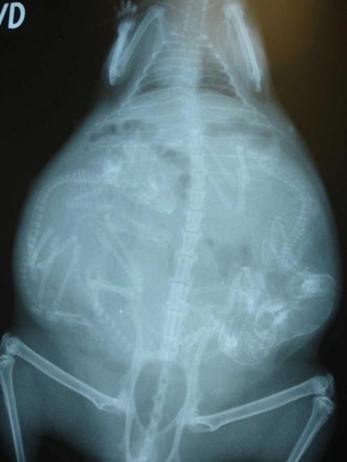 14 рентгеновских снимков беременных животных