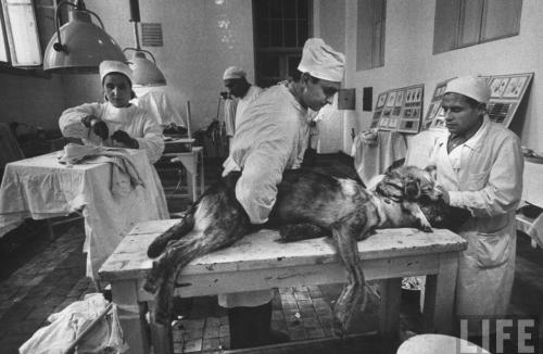 Самые безумные ученые и их ужасные эксперименты