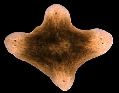 9 современных ученых, ставящих необычные эксперименты