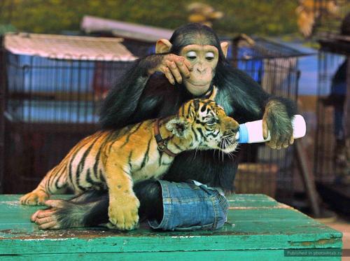Невероятная дружба обезьяны и тигренка