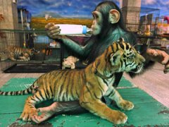Невероятная дружба обезьяны и тигренка