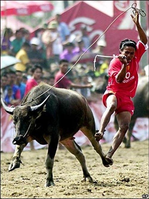 В Бангкоке прошли скачки на буйволах