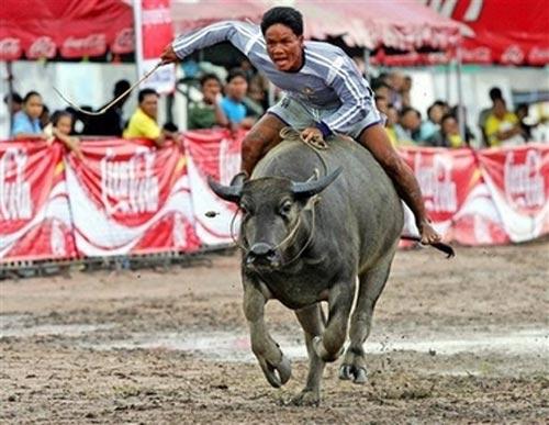 В Бангкоке прошли скачки на буйволах